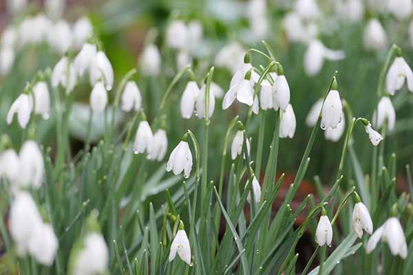 kingstonlacey-snowdrops