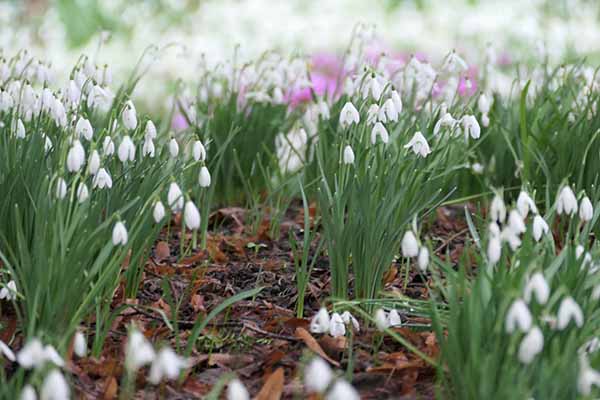 kingstonlacey-snowdrops