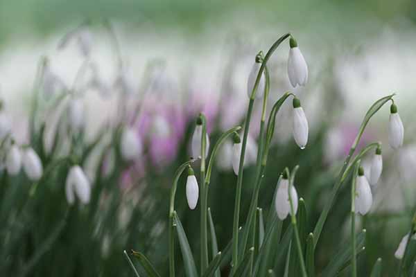 kingstonlacey-snowdrops