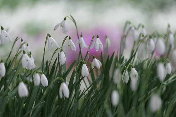 kingstonlacey-snowdrops