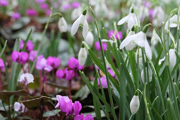 kingstonlacey-snowdrops