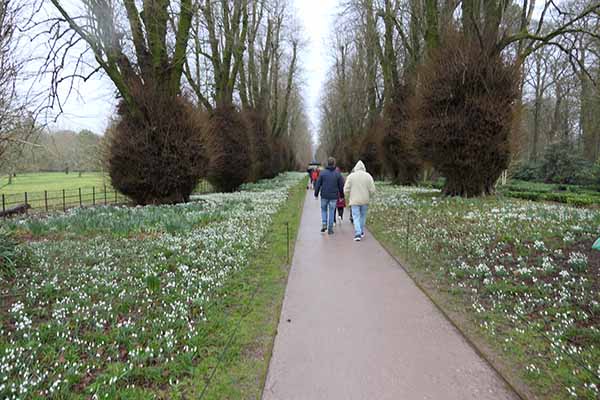 kingstonlacey-snowdrops