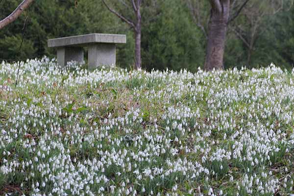 kingstonlacey-snowdrops