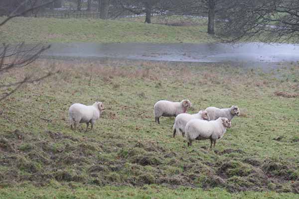 kingstonlacey-snowdrops