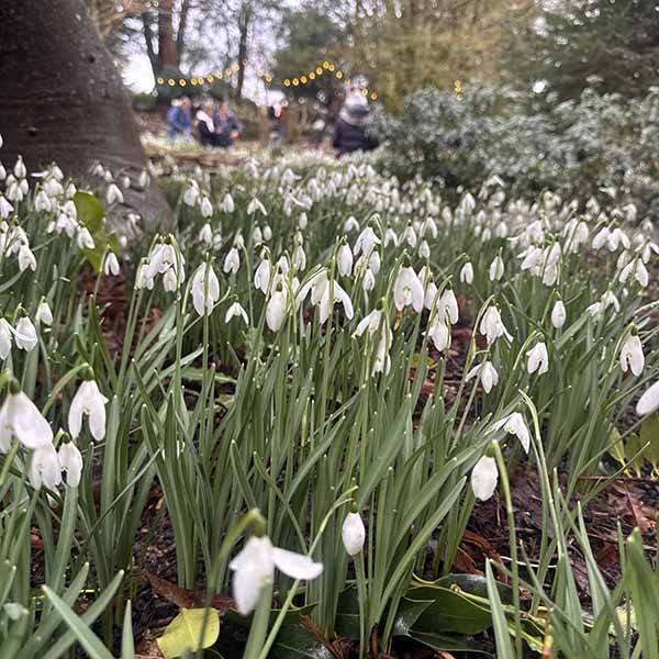 kingstonlacey-snowdrops