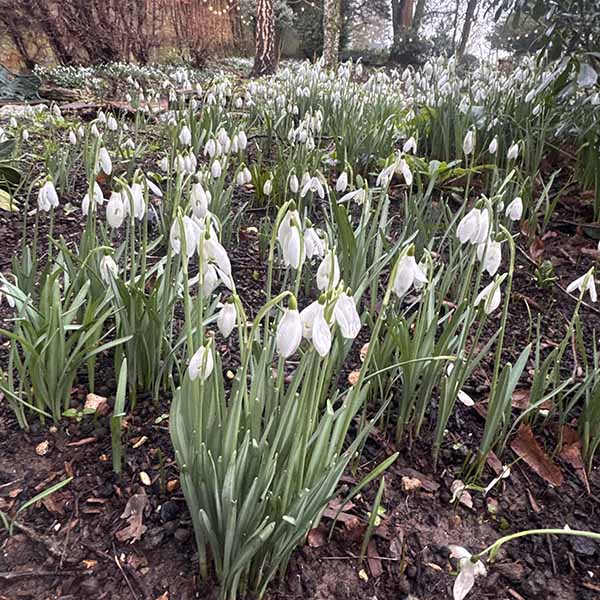 kingstonlacey-snowdrops