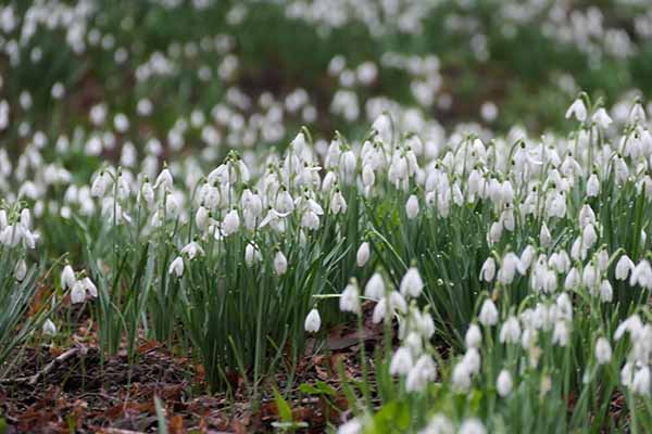 kingstonlacey-snowdrops
