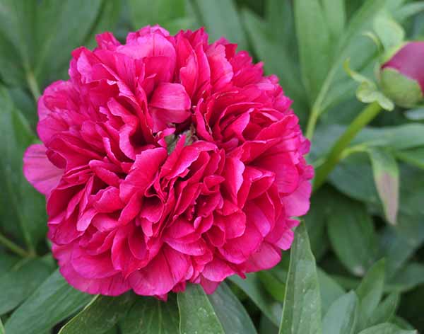 mottisfont-may2026