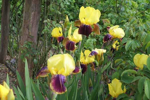 mottisfont-may2026