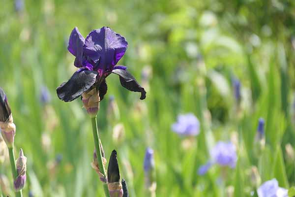 mottisfont-may2026