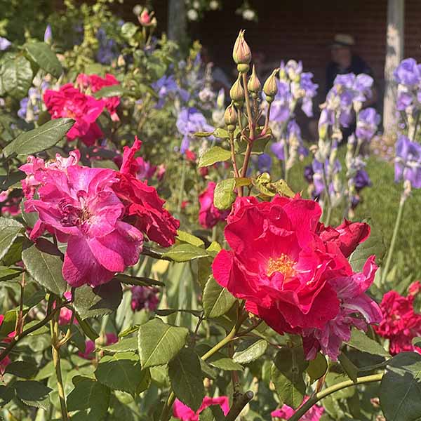 mottisfont-may2026