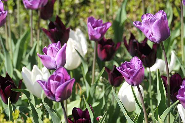 nymans-apr2026