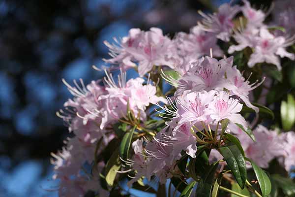 nymans-apr2026