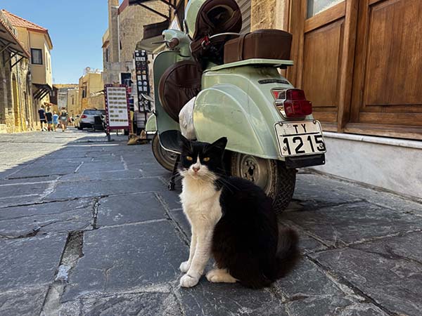 rhodes-cats1.jpg