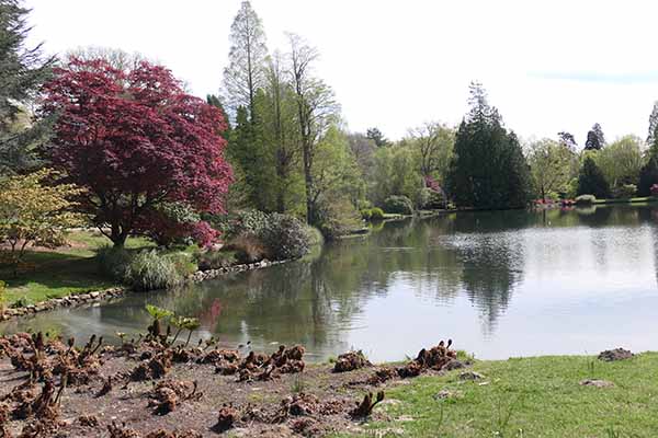 sheffieldpark-bluebells