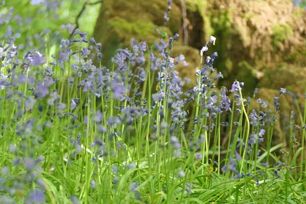 sheffieldpark-bluebells
