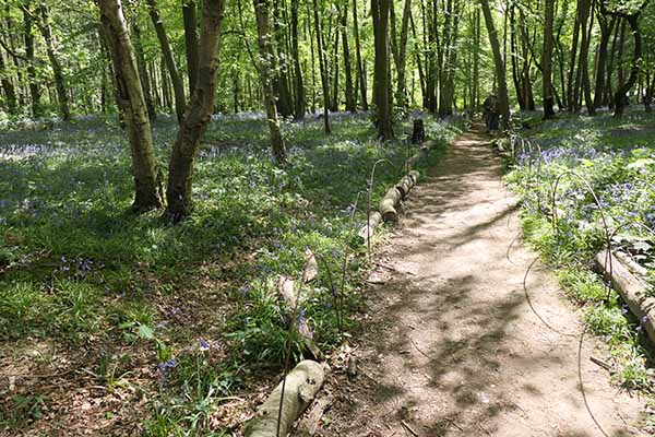 sheffieldpark-bluebells