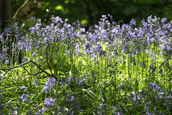 sheffieldpark-bluebells