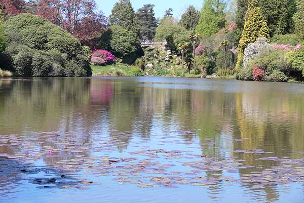 sheffieldpark-bluebells