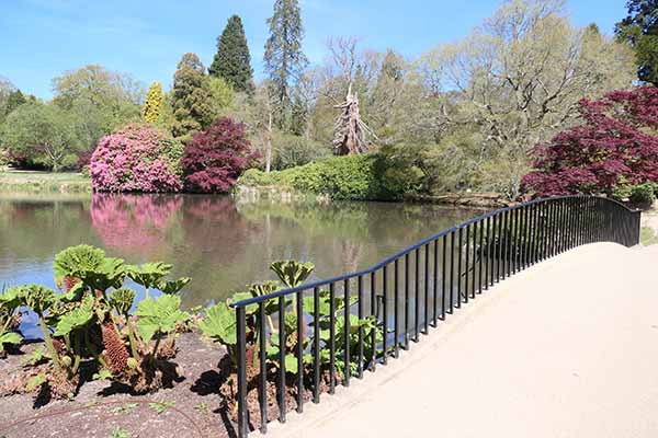 sheffieldpark-bluebells