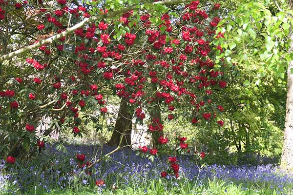 sheffieldpark-bluebells