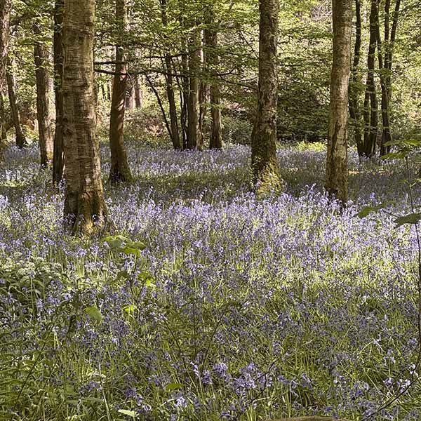 sheffieldpark-bluebells