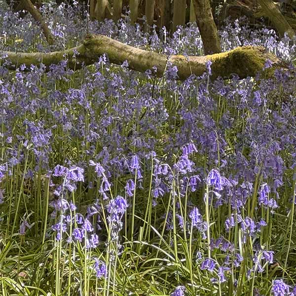 sheffieldpark-bluebells