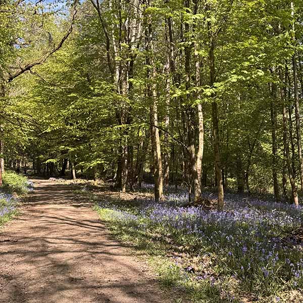 sheffieldpark-bluebells