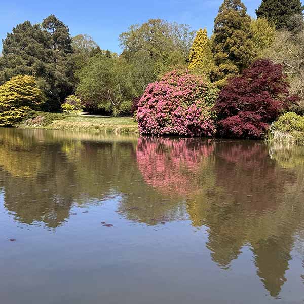 sheffieldpark-bluebells
