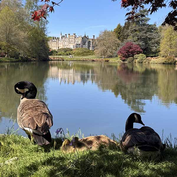 sheffieldpark-bluebells