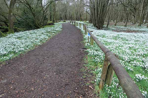 welfordpark-snowdrops