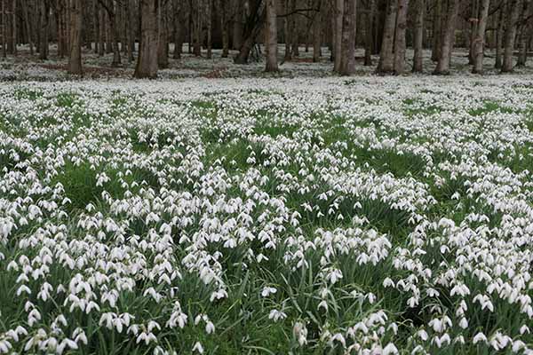 welfordpark-snowdrops
