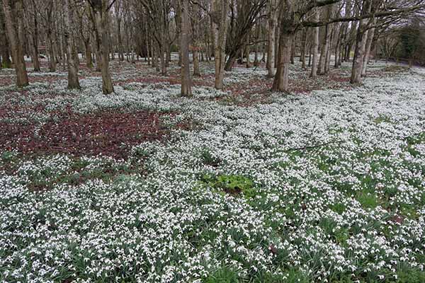 welfordpark-snowdrops