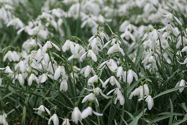 welfordpark-snowdrops