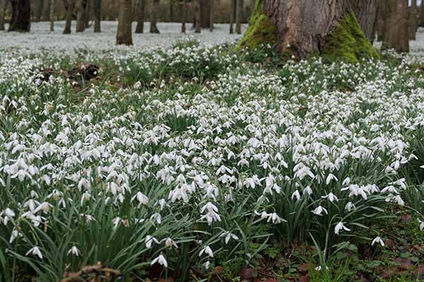 welfordpark-snowdrops
