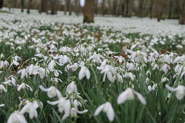 welfordpark-snowdrops