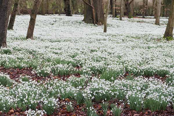 welfordpark-snowdrops