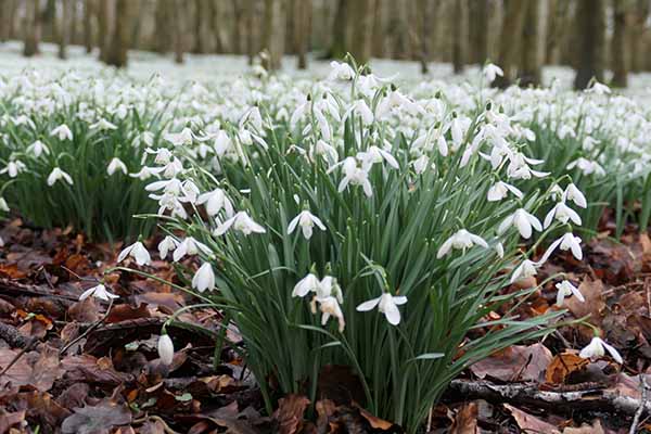 welfordpark-snowdrops