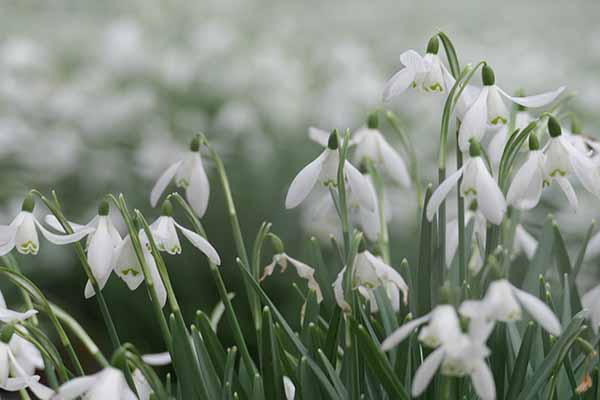 welfordpark-snowdrops