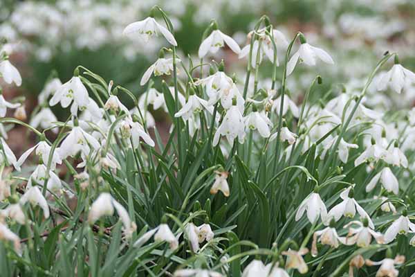 welfordpark-snowdrops
