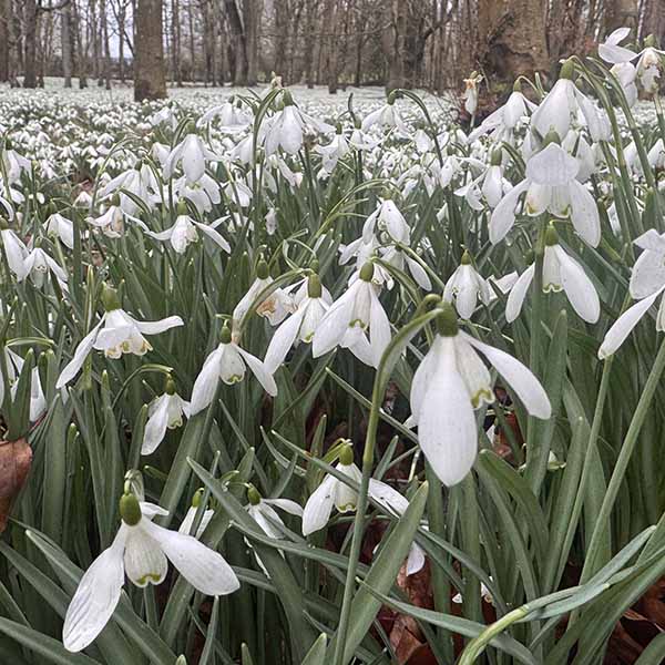 welfordpark-snowdrops