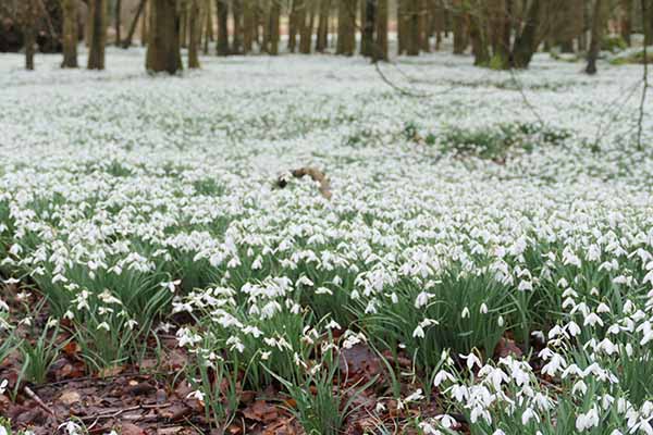 welfordpark-snowdrops