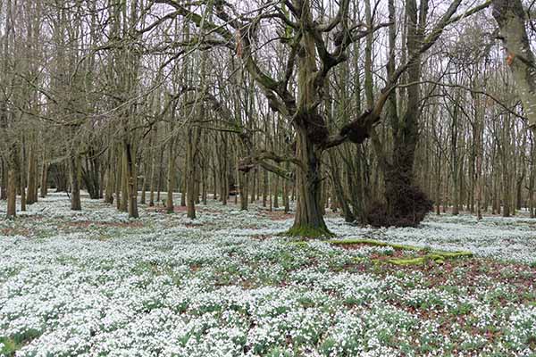 welfordpark-snowdrops