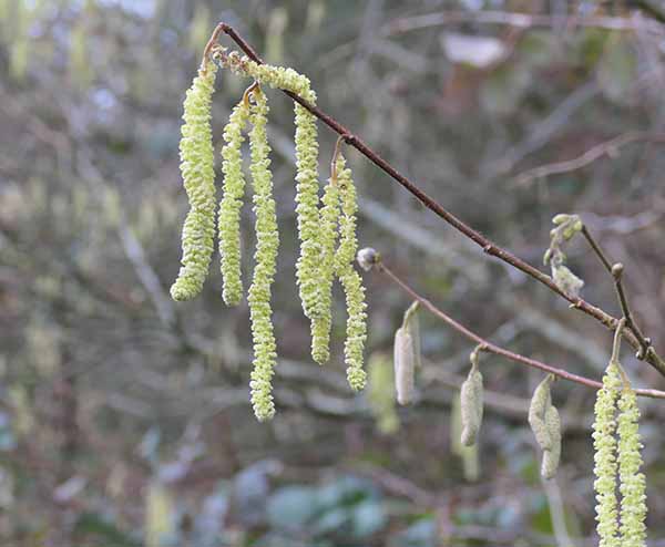 welfordpark-snowdrops