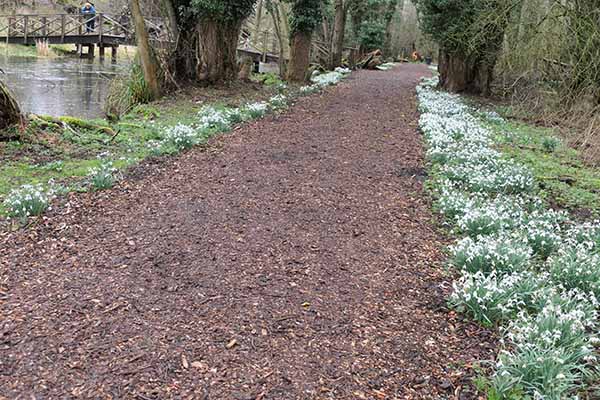 welfordpark-snowdrops