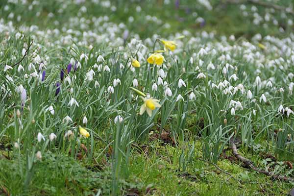 welfordpark-snowdrops