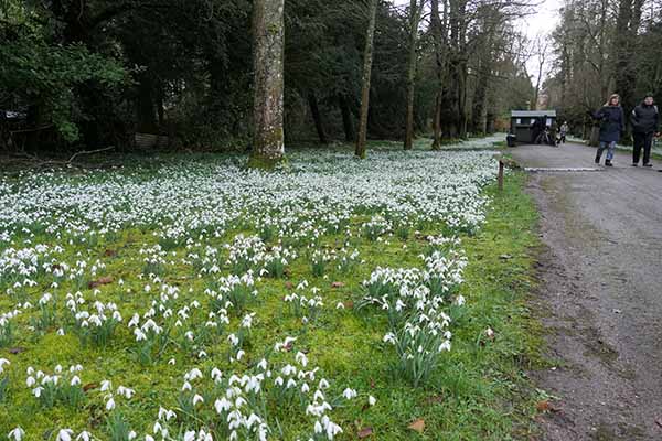 welfordpark-snowdrops