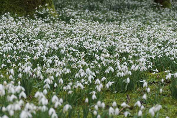 welfordpark-snowdrops