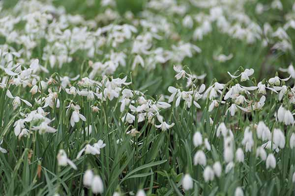 welfordpark-snowdrops