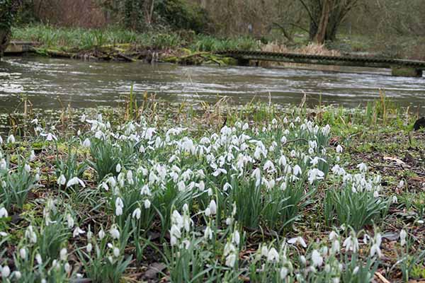 welfordpark-snowdrops
